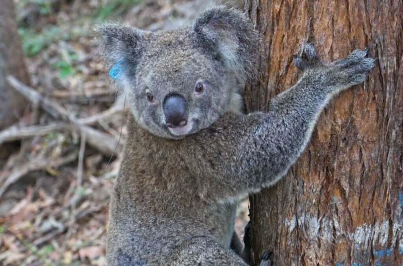 Research milestone as healthy koala leaves treatment program