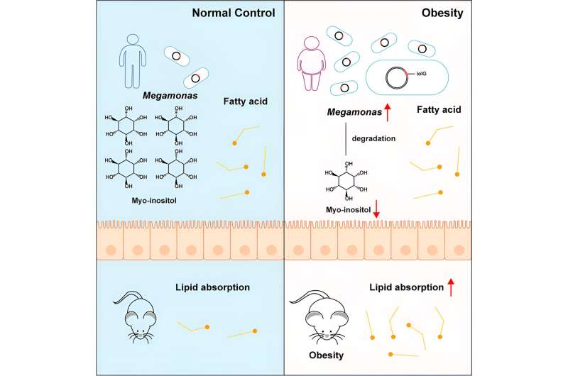 Research reveals: Gut bacterium Megamonas tied to obesity risk