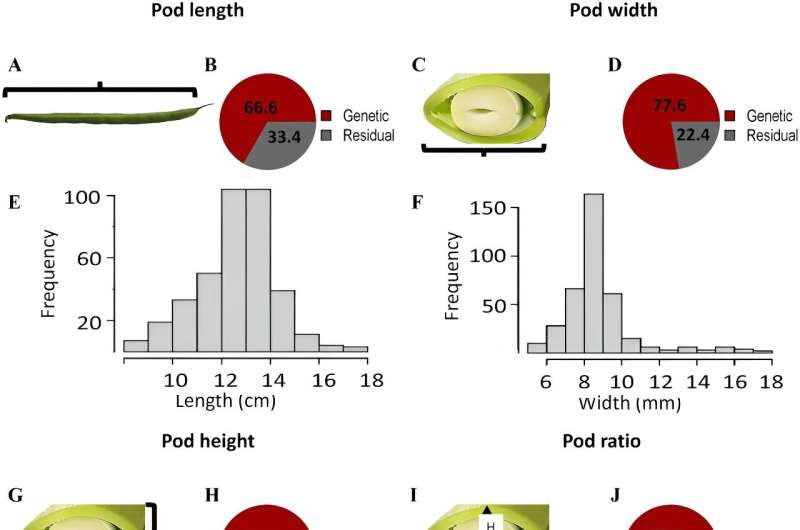 Research reveals key genetic factors in snap bean pod traits