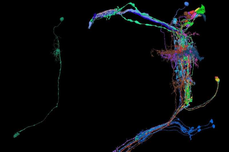 La recherche montre que les neurones du système visuel des mouches présentent un câblage étonnamment hétérogène