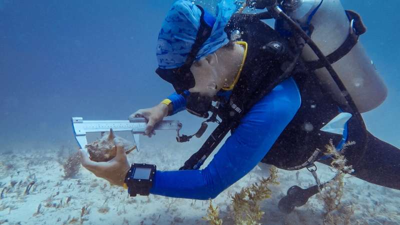 Research shows queen conch populations in marine reserves replenish populations beyond the reserve in The Bahamas