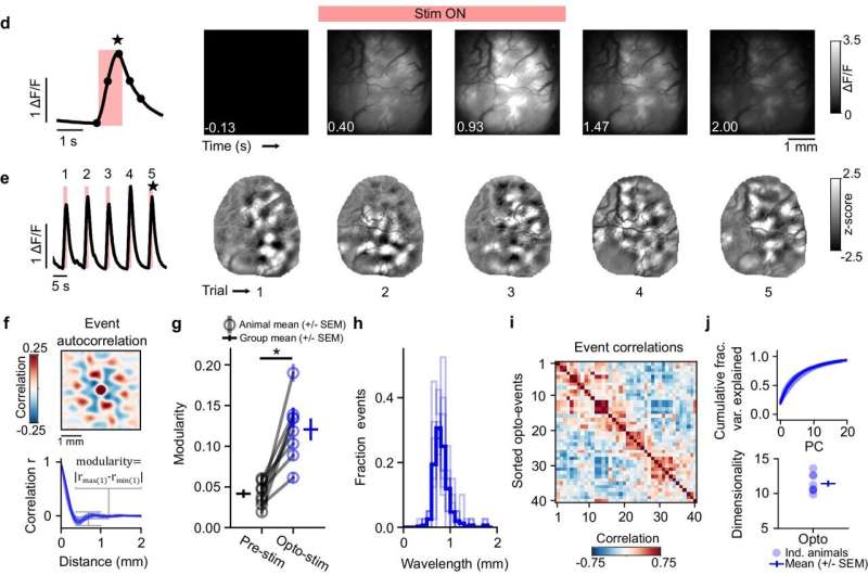 Research team demonstrates cortex's self-organizing abilities in neural development