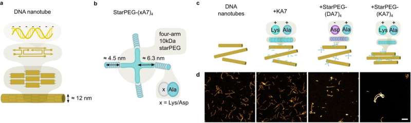 DNA nanotube rings: Research team develops important building block for artificial cells