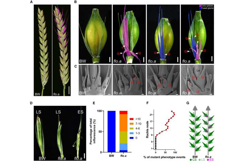 Research team uncovers mechanism for spikelet development in barley