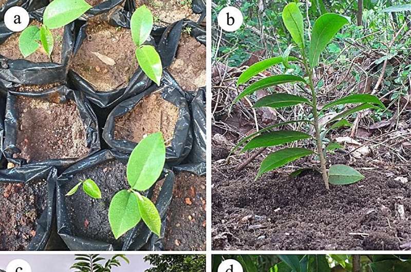 Research team uncovers optimal conditions for soursop cultivation to boost food security and agricultural diversity
