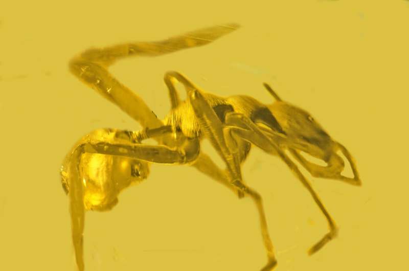 Research uncovers a rare resin fossil find: A spider that aspires to be an ant
