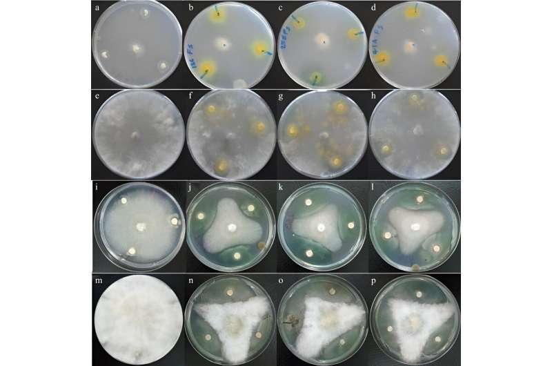 Research unveils rhizobia strains effective against soybean root rot fungal pathogens
