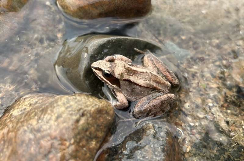 Researcher finds that wood frogs evolved rapidly in response to road salts