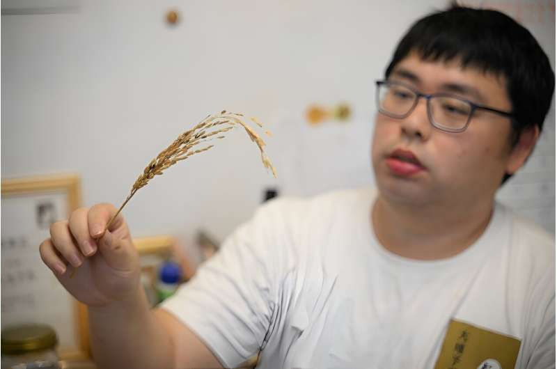Researcher Mercury Wong, with the small Gift From Land group dedicated to revitalising dormant Hong Kong rice varieties, shows a rice stalk