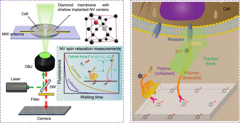 Researchers achieve breakthrough in cellular force imaging using diamond-based quantum sensing microscope
