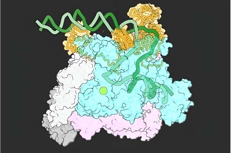 Researchers capture never-before-seen view of gene transcription