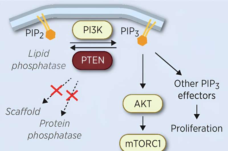 Researchers characterize the tumor suppressor activity of the PTEN protein in melanoma