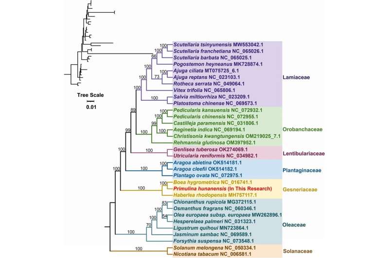 Researchers Complete Mitochondrial Genome Analysis of Endangered Plant Primulina hunanensis