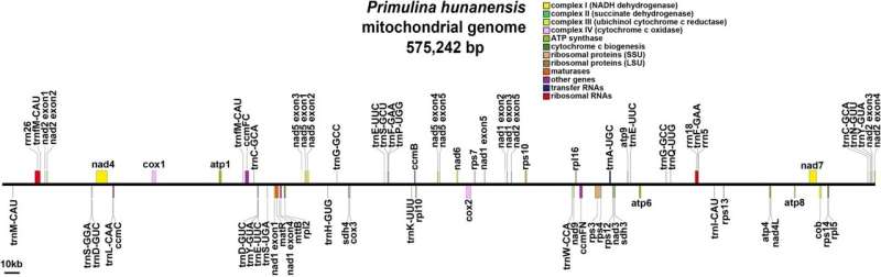 Researchers Complete Mitochondrial Genome Analysis of Endangered Plant Primulina hunanensis