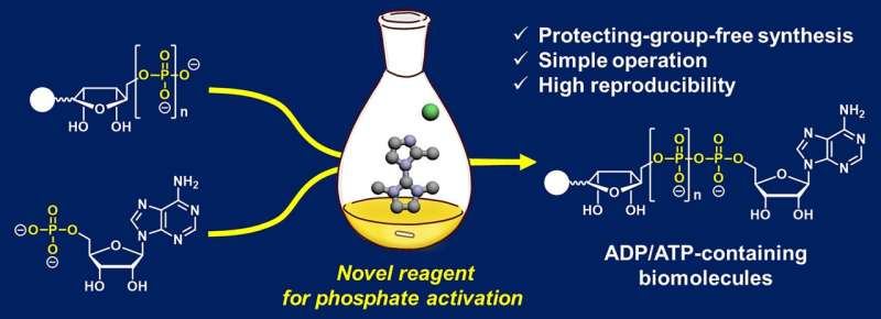 Researchers create ADP- or ATP-containing molecules with improved yield and consistency