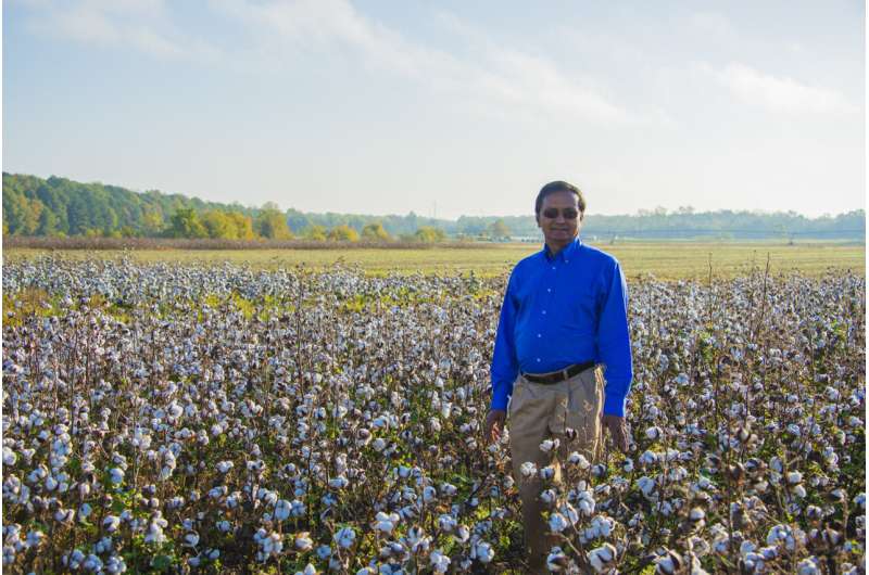 Researchers create groundbreaking cotton quality model to aid farmers