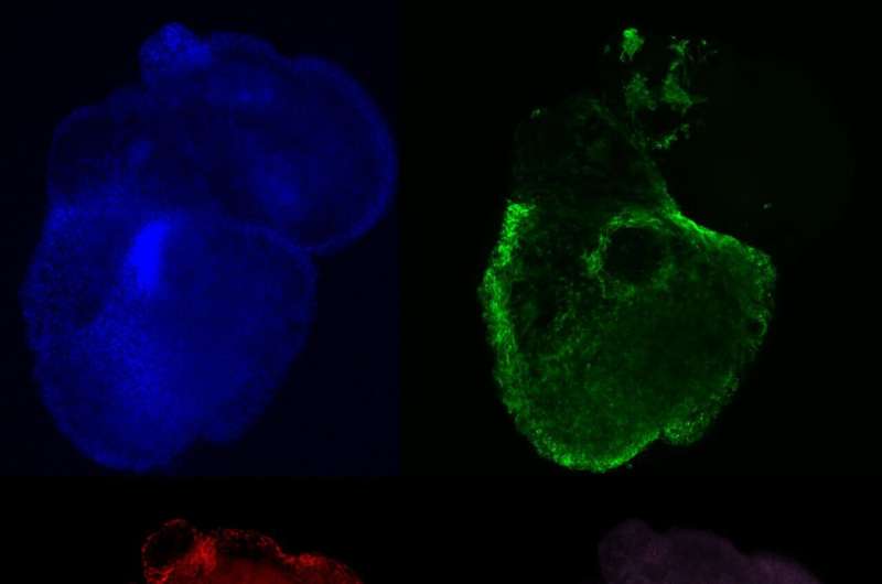Researchers create more realistic synthetic human mini hearts
