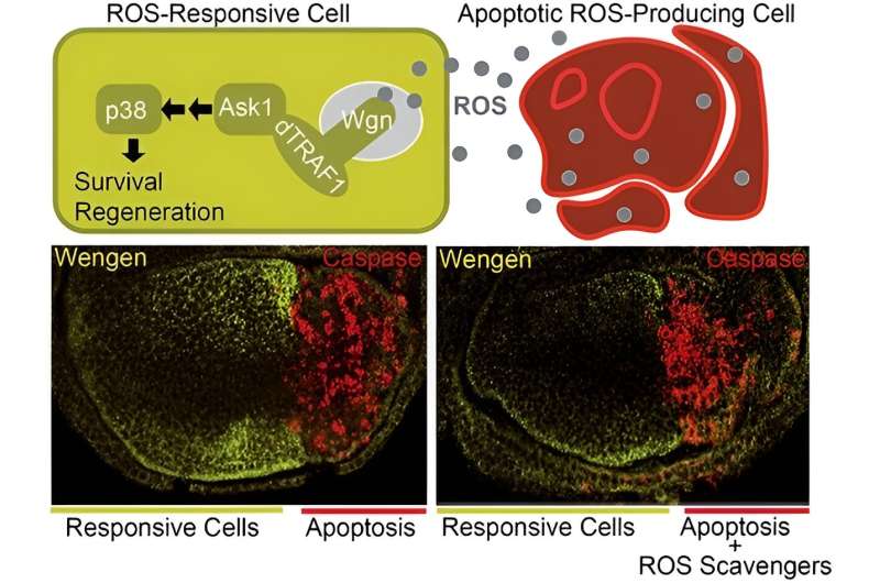 Researchers decipher new molecular mechanisms related to biological tissue regeneration