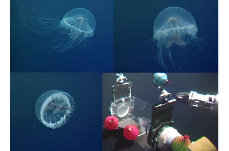 Researchers describe a novel species of jellyfish discovered in a remote location in Japan