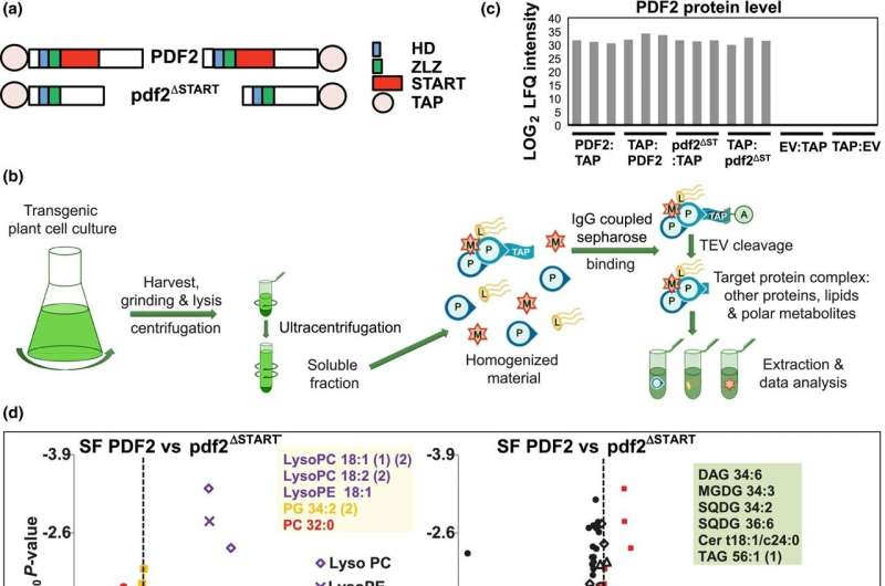 Researchers determine molecular interactions in plants