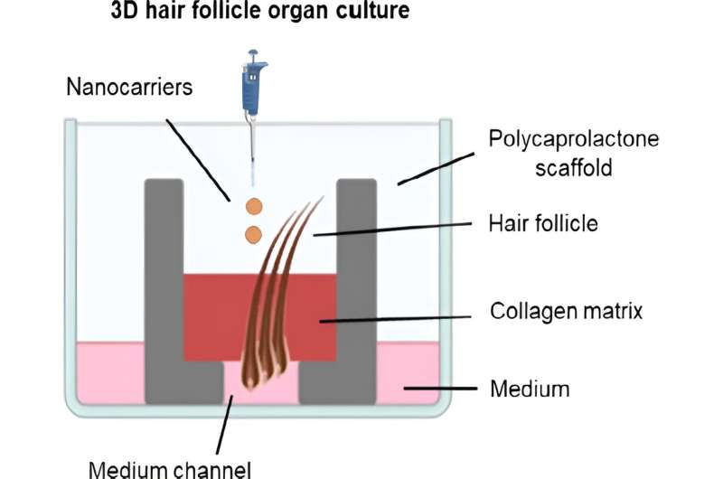 Researchers develop 3D printed model for drug testing against hair follicle infections