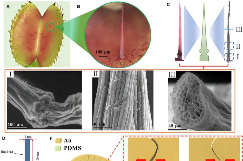 Researchers develop advanced mechanosensor inspired by venus flytrap