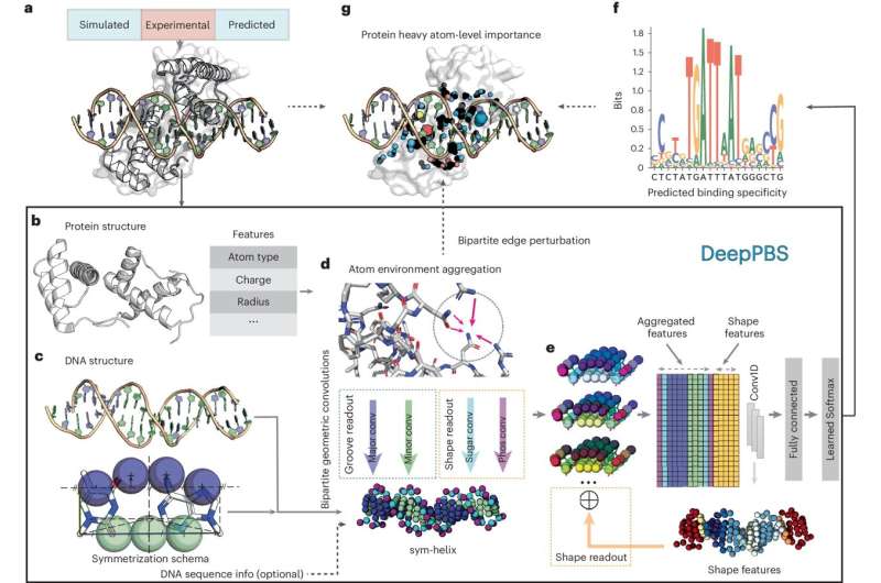 Researchers develop AI model that predicts the accuracy of protein–DNA binding