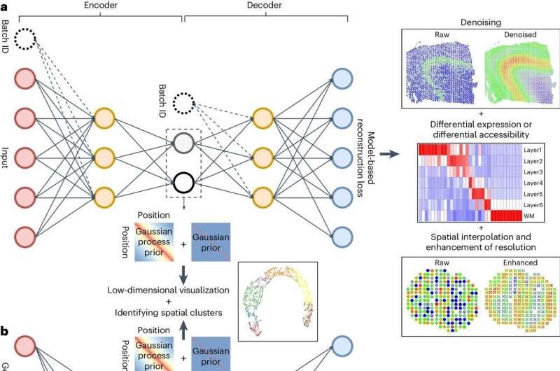 Researchers develop new tool to aid processing of spatial transcriptomic data