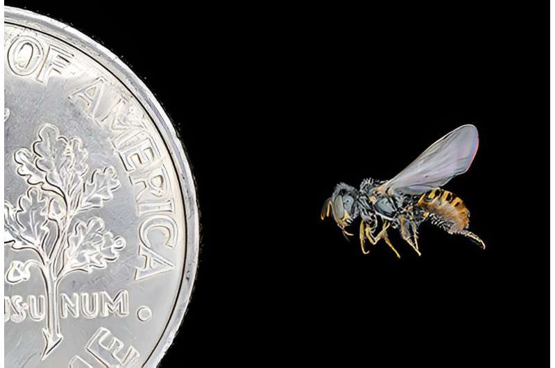 Researchers develop near-chromosome-level genome for the Mojave poppy bee