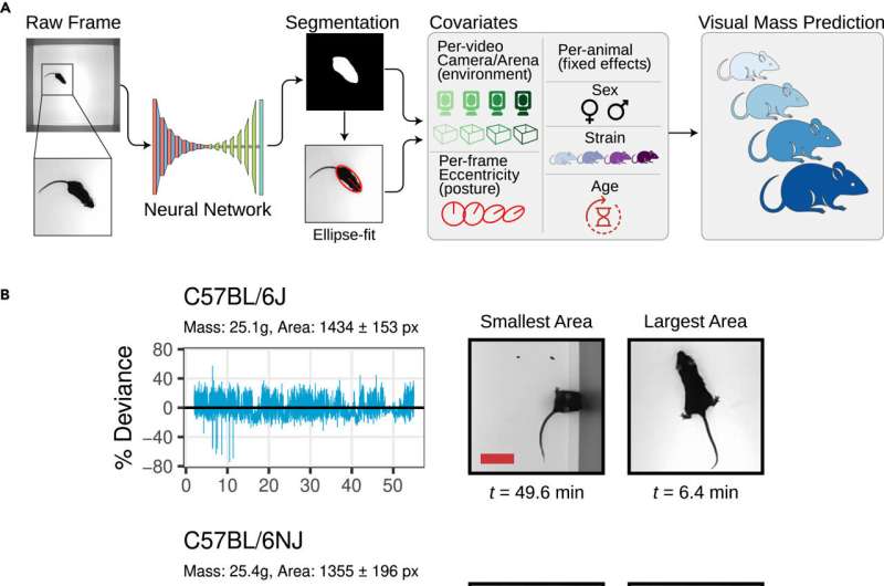 Researchers develop stress-free method to weigh mice using computer vision