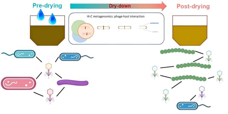Researchers directly detect interactions between viruses and their bacterial hosts in soils