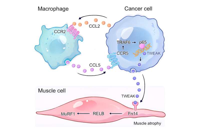 Researchers discover cell 'crosstalk' that triggers cancer cachexia