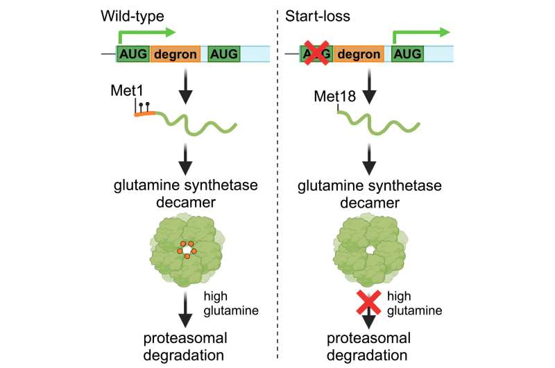 Researchers discover cause of rare genetic condition—glutamine synthetase stabilization disorder