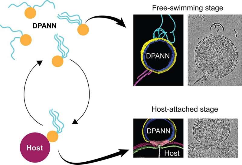 Researchers discover distinct life cycle stages of the ectosymbiotic DPANN archaeon Nanobdella aerobiophila