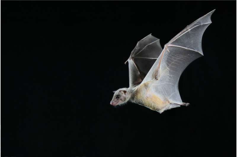 Researchers discover how nerve cells in bat brains respond to their environment and social interactions with other bats