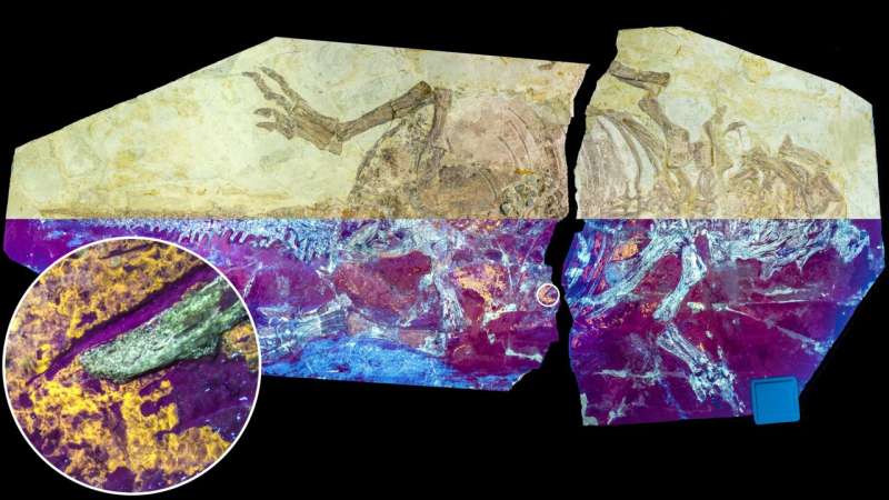 Researchers discover hidden step in dinosaur feather evolution