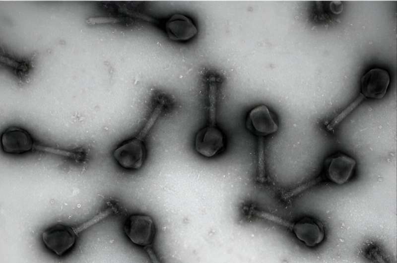 Researchers discover key functions of therapeutically promising jumbo viruses