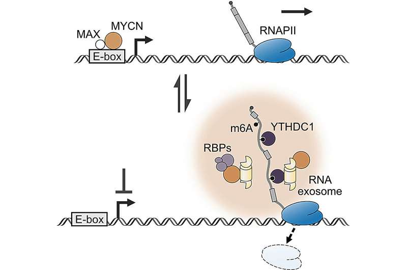 Researchers discover new function of oncoproteins