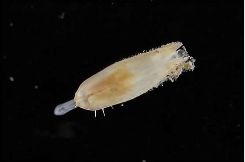 Researchers discover new species of mussel that lives in an ancient undersea forest