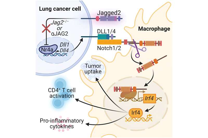Researchers discover new therapeutic target for non-small cell lung cancer