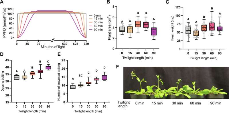 Researchers discover optimum twilight time for plant growth