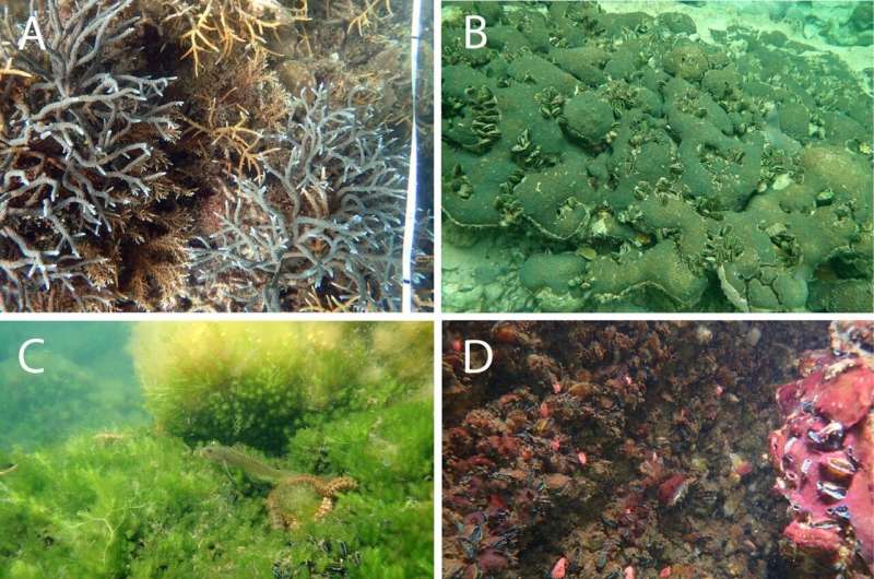 Researchers discover strong corals in extreme seawater temperatures