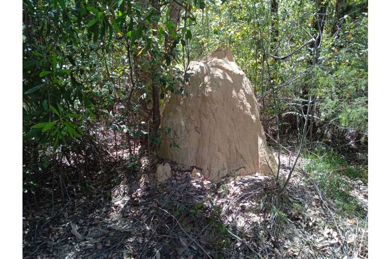 Researchers discovered the secret of how termites build their giant nests