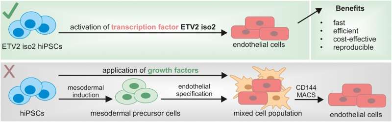 Researchers establish efficient, cost-effective method for generating endothelial cells from stem cells