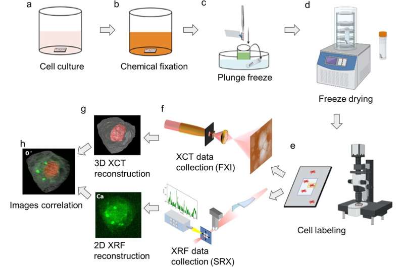 Researchers explore a single cell using advanced X-ray imaging techniques