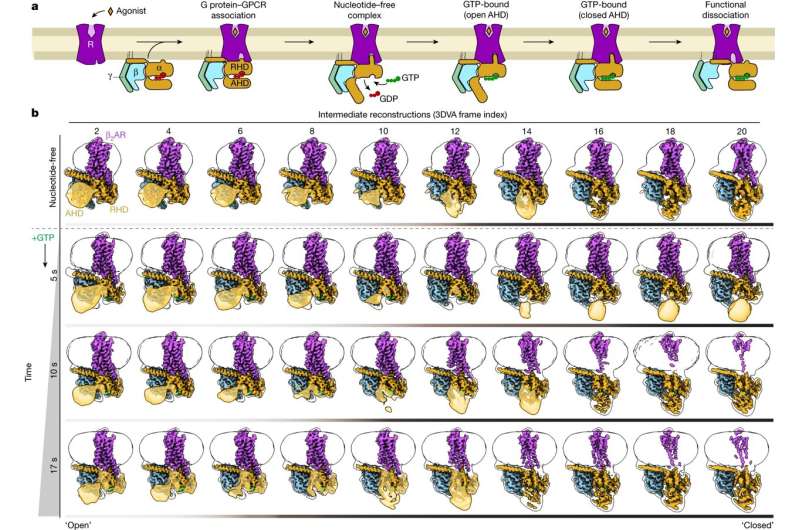 Researchers 'film' the activation of an important receptor