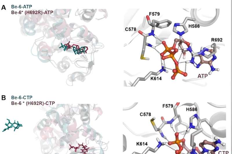 Researchers find β-d-manno-heptoses are immune agonists across kingdoms