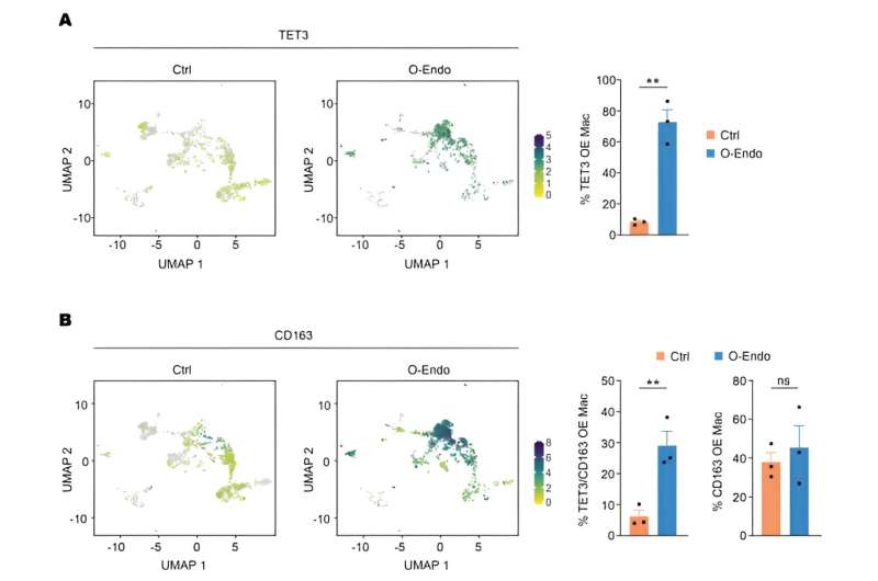 Researchers find a way to target the inflammation of endometriosis