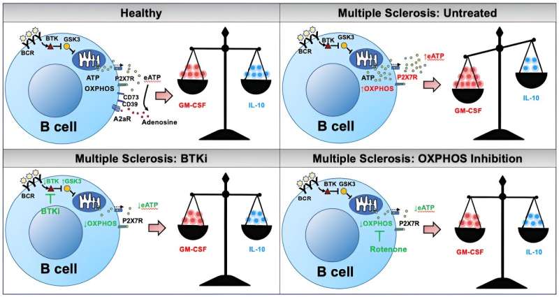 Researchers find B cells drive responses of other immune cells, can be modified to prevent MS symptoms