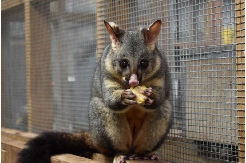 Researchers find gene which determines marsupial fur color